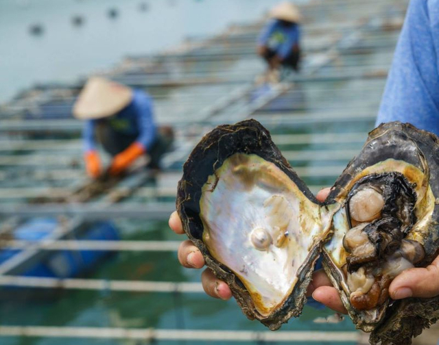 Discover the Origin of Baroque Pearls (3)